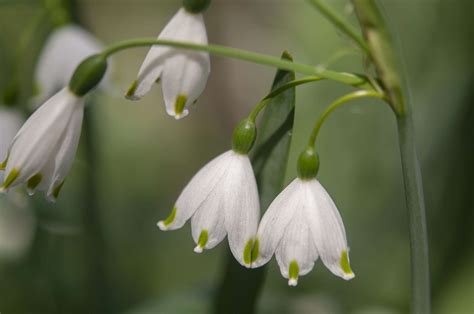 Snowdrops Galanthus Nivalis