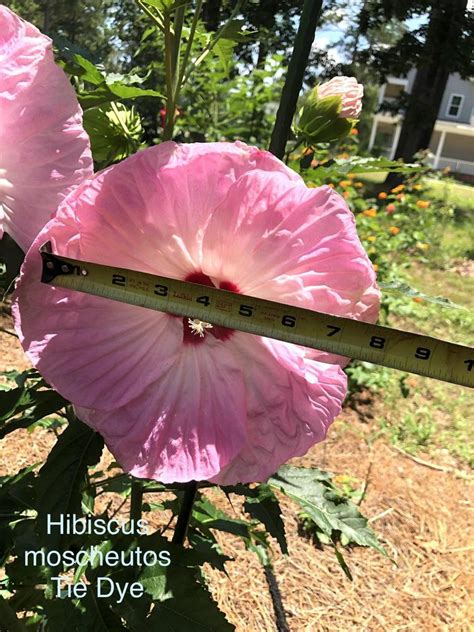 Photo Of The Bloom Of Hybrid Hardy Hibiscus Hibiscus Tie Dye Posted