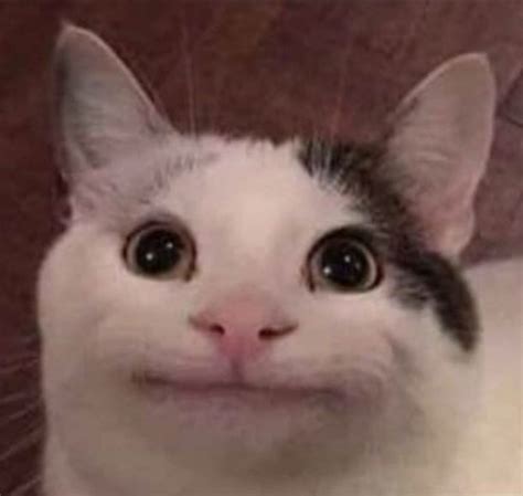 Polite Cat Cat Memes Funny Cat Faces Funny Cat Pictures