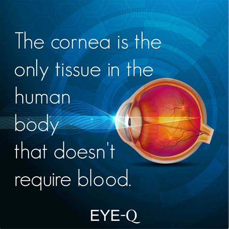 The Cornea Is The Only Tissue In The Human Body That Doesnt Require