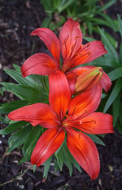 Red Asiatic Lily Pictures Stock Photos Pictures And Royalty Free Images