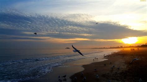 Tapety Zdjęcia Morze Ptaki Zachód Słońca Plaża