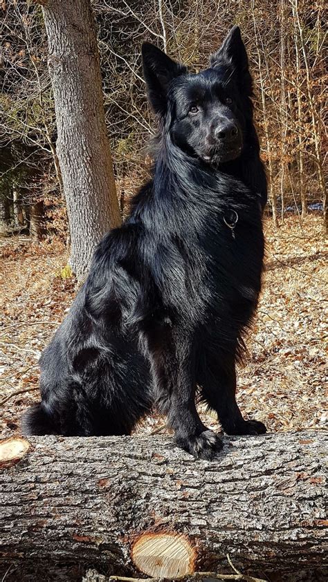 A Large Black Dog Sitting On Top Of A Tree Log In The Woods Next To A