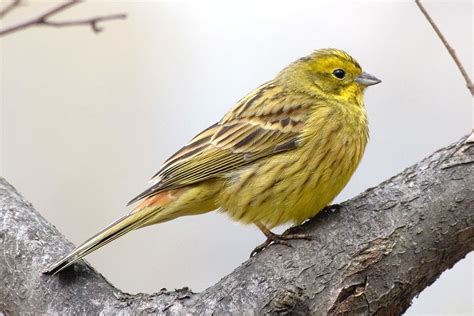 Yellow Bunting Yellow Hammer Moscow Russia More Birds  Flickr