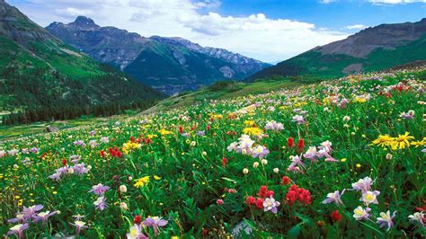 Flowers In The Mountains Wallpapers High Quality Download Free