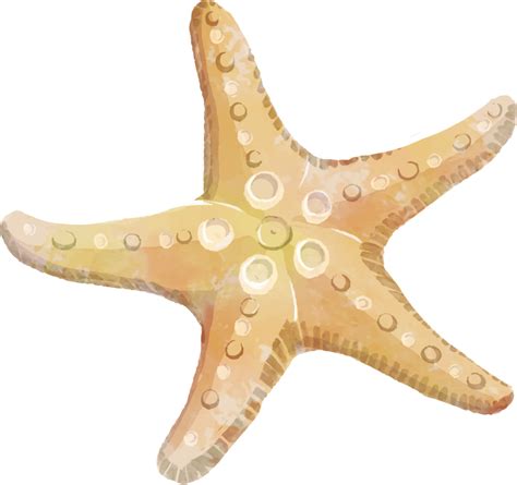 Starfish Echinoderm Clip Art Starfish Png Download 936880 Free