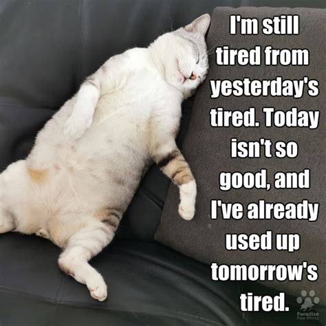 Still Tired From Yesterdays Tired In 2021 Funny Animal Photos Cat