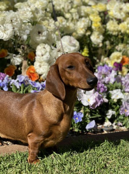 Dachshund Miniature Smooth Haired Profiles And Pedigrees