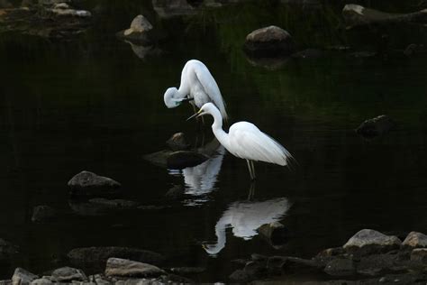 Common Herons Birds River Free Photo On Pixabay Pixabay