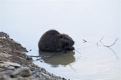 Beaver In The Shallows Photograph By Flees Photos Fine Art America