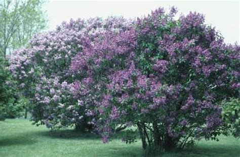 French Lilac Growing Information Lilac Tree Lilac Bushes Prune