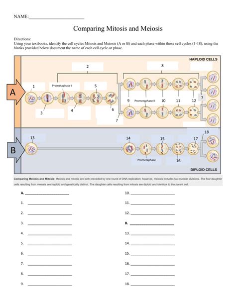Mitosis And Meiosis Worksheet Studying Worksheets My XXX Hot Girl
