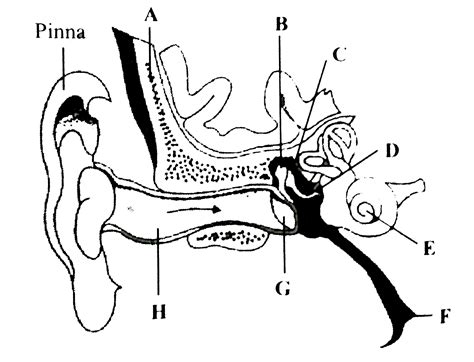 A Tympanic Membrane B Incus C Malleus D Stapes E Cochlea F Eustac