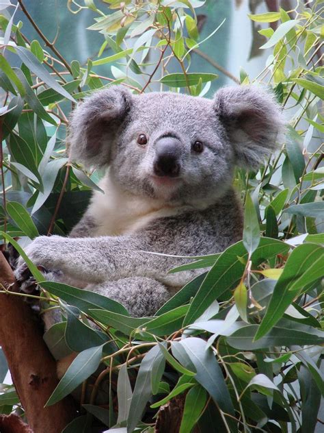 Pin By Ashkohn P On Wildlife Cute Animals Koala Cute Koala Bear