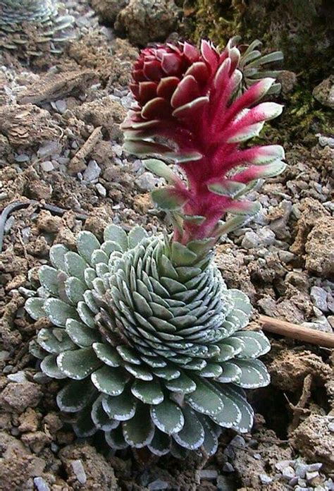 My cactus + succulent collection | desert plants in the pnw. Propagating Succulents From Leaves - | Succulent gardening ...