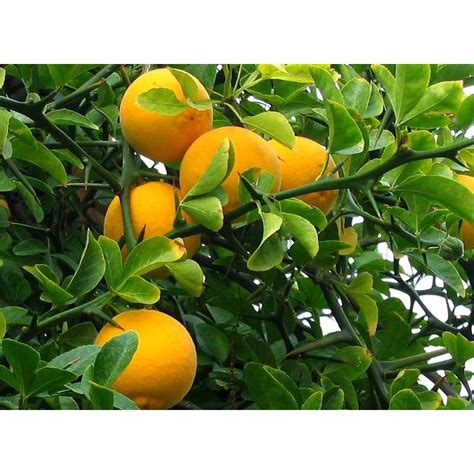 Poncirus citrus trifoliata Fruit 100g Seeds - SeedArea