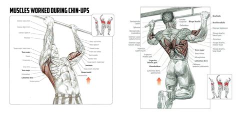 Perfect Pull Up Exercise With Power Tower 25 Tips For