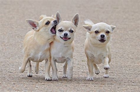 Free Download Dogs Chihuahua 1920x1268 Wallpaper Dogs Wallpapers