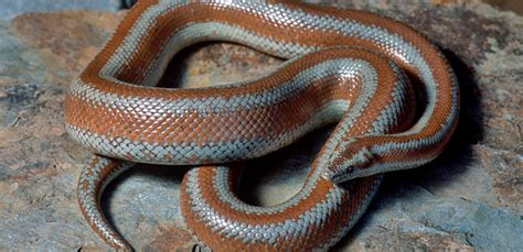 5 Best Pet Snakes For Beginners My Pet Needs That