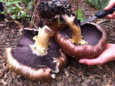 How To Grow And Eat King Stropharia Mushrooms Tyrant Farms
