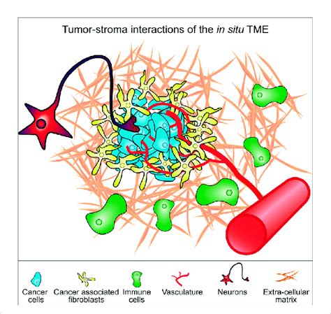 Model Of Constituent Components Of The Tumor Microenvironment Tme