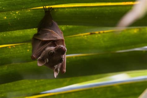 4 Benefits Of Bats For Your Garden Go Batty For These Powerful Workers