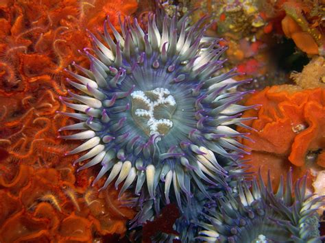 Fascinating Facts About Sea Anemones You Never Knew