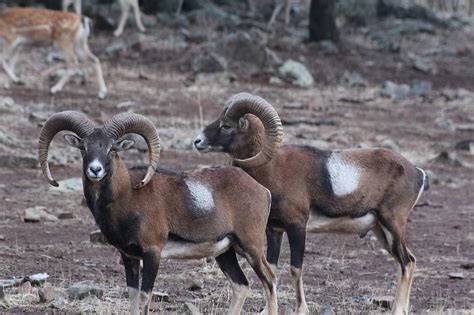 Iberian Mouflon Sheep Herederoshunting