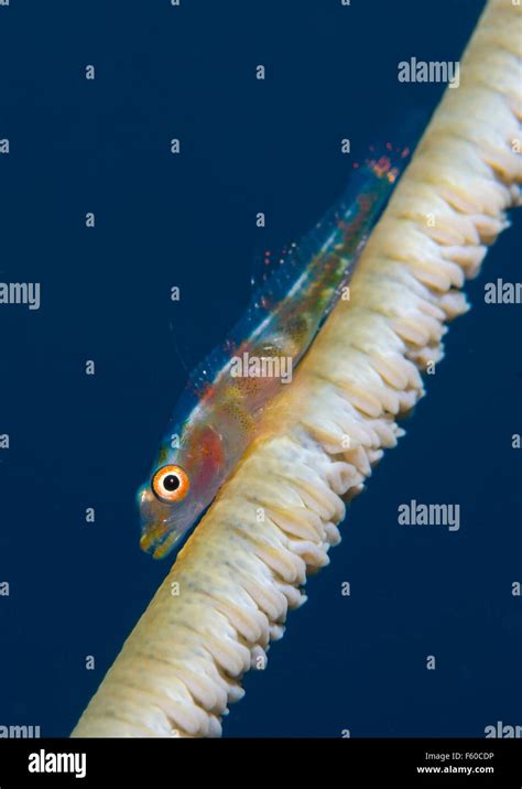 Common Goby Hi Res Stock Photography And Images Alamy