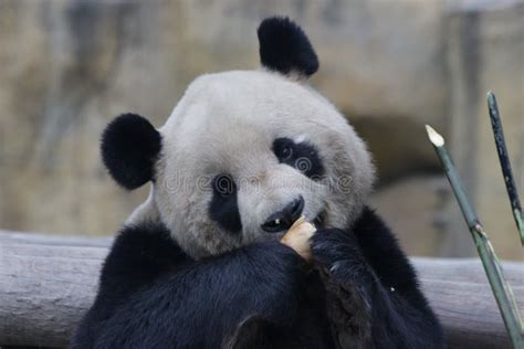Giant Panda Is Eating Bamboo Shoot China Stock Image Image Of High