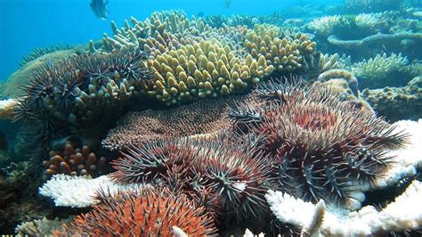 Bob Katter Calls For Bounty On Deadly Crown Of Thorns Starfish News