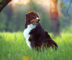 Allergien Bei Hunden Erkennen Verstehen Vermeiden