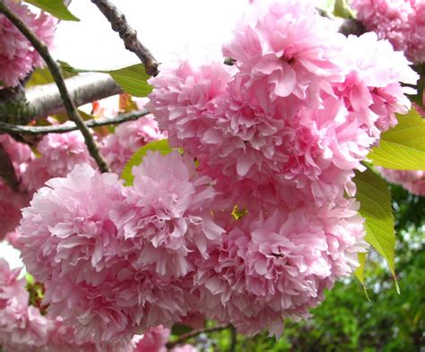 Fluffy Pink Fruit Tree Blossoms On Skitterphoto