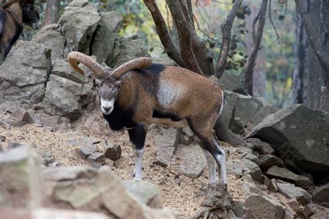 11 Unique Animal Species To Spot While Hiking My Cyprus Travel