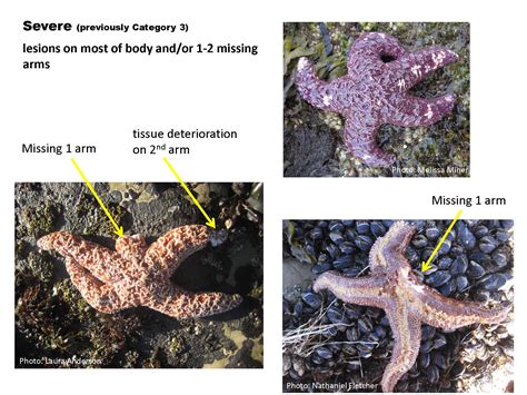 Sea Star Wasting Syndrome Marine
