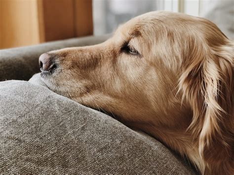 How To Clean Your Golden Retrievers Ears In Just 6 Easy Steps