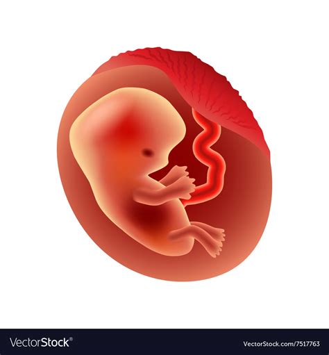 Second Month Of Pregnancy Fetus Isolated Vector Image