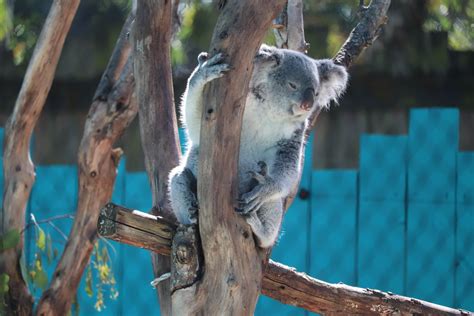 Wallaroo Station Queensland Koala Zoochat