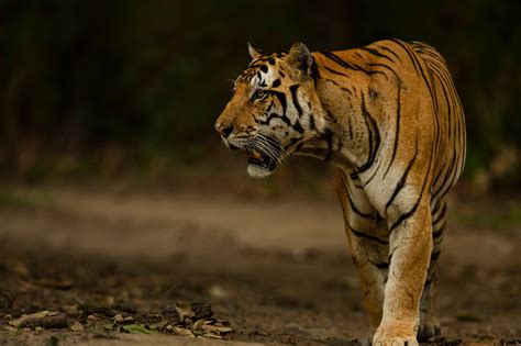 Tiger S Den Bandhavgarh Wildlife Gallery Tiger Den Bandhavgarh