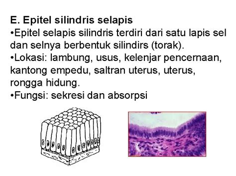 Fungsi Epitel Pipih Berlapis Sinau