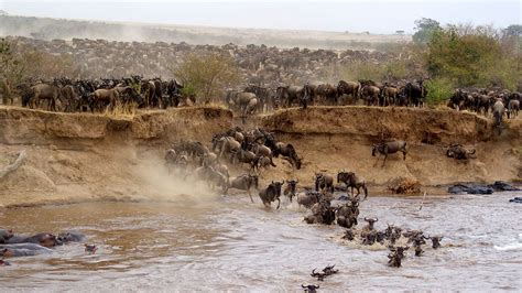 Masai Mara National Reserve Kenya — Africa Gorilla Safari Holidays