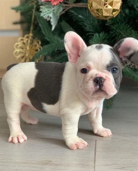 Blue Eyed French Bulldogsfrench Bulldog Puppies Rescue