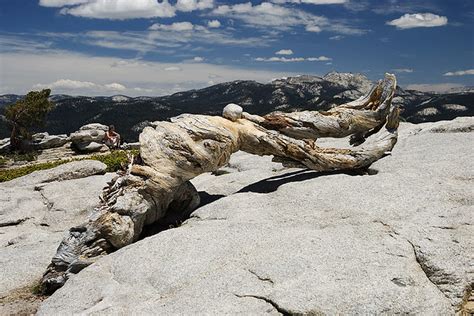 Ansel Adams Tree Jeffrey Pine Yosemite National Park Flickr