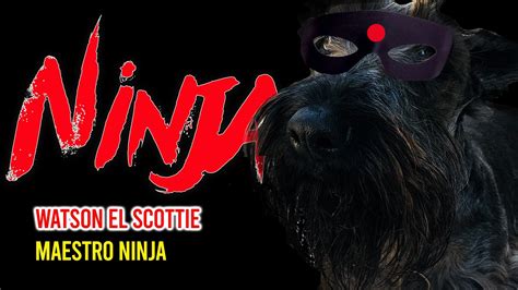 Perro Ninja Shorts Scottishterrier Perrosgraciosos Funnydogs