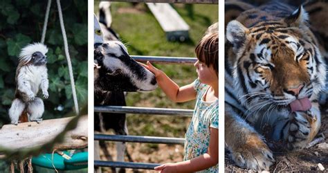 Isle Of Wight Sanctuaries And Animal Attractions