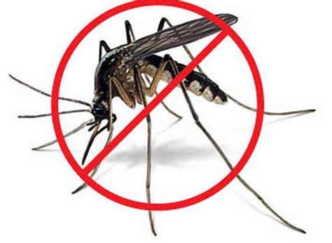 Tiger Mosquito What It Is Where It Is And How To Fight Its Sting
