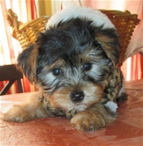 See more of dallas puppies and dogs for adoption on facebook. Pets - Dallas, TX - Free Classified Ads
