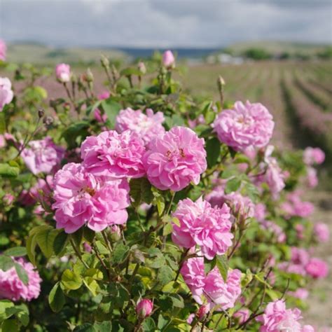 Jacob de la rose‏подлинная учетная запись @jacobdelarose 22 дек. Rose de Damas (Rosa damascena) parfum, 10 ml | Aliksir