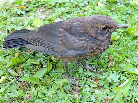 Ihre körperlänge liegt zwischen 24 und 27 zentimetern. Junge Amsel (Turdus merula)wartet im Garten auf seine ...