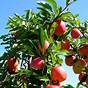 Does Crab Apple Pollination Affect Fruit Size